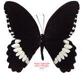 Menelaides polytes ledebouria (Philippines) - male